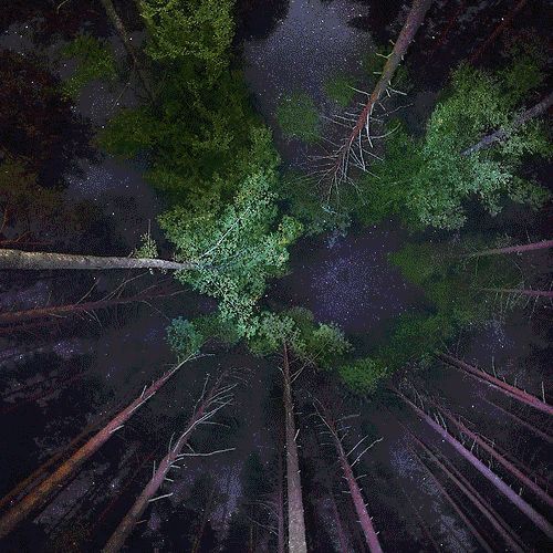 BOHO GIF MONTREAL FORESTA PARTY